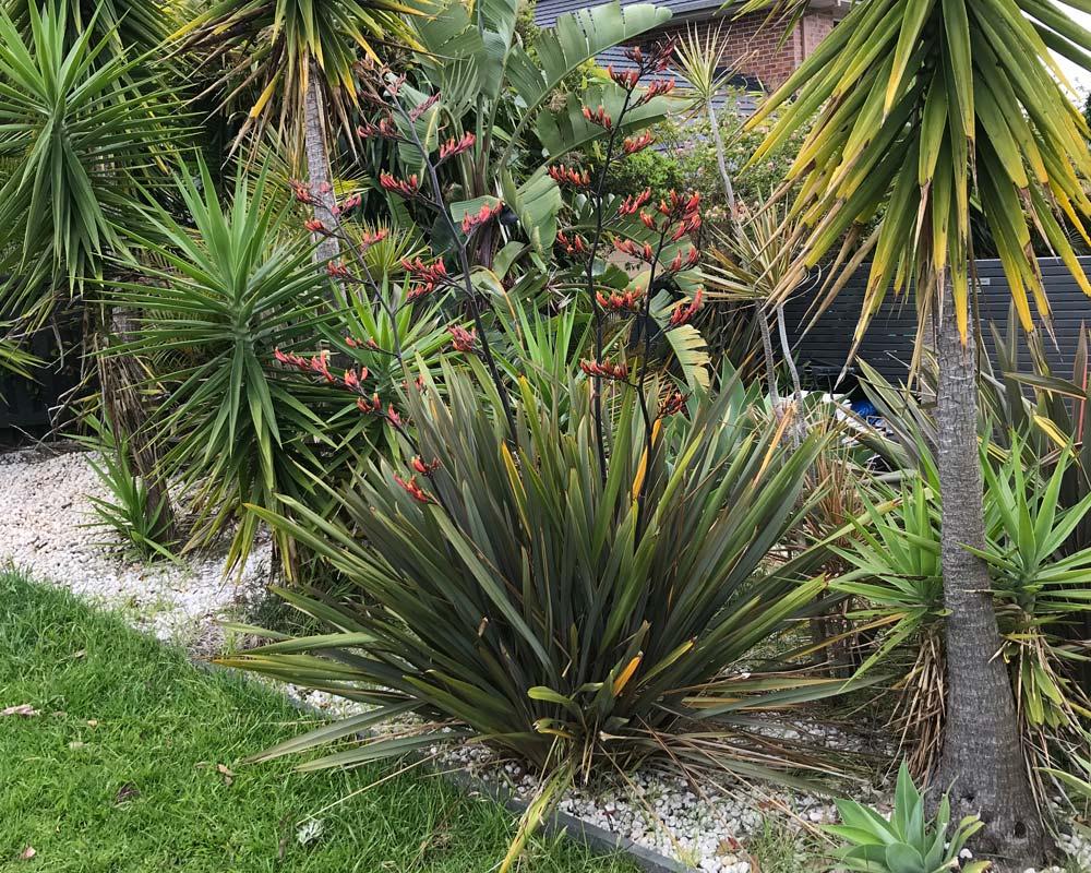 Phormium Tenax ‘Bronze Warrior’ (Bronze Warrior New Zealand Flax)