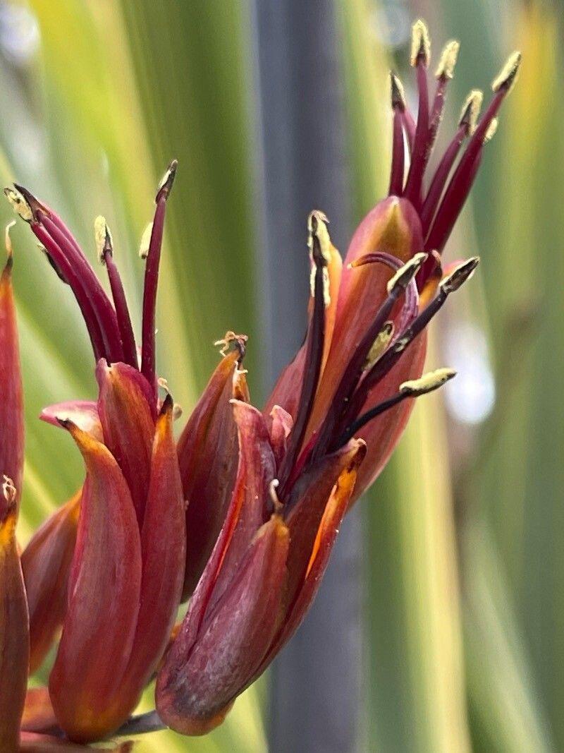 Phormium Tenax ‘Maori Chieftain’ (Maori Chieftain New Zealand Flax)