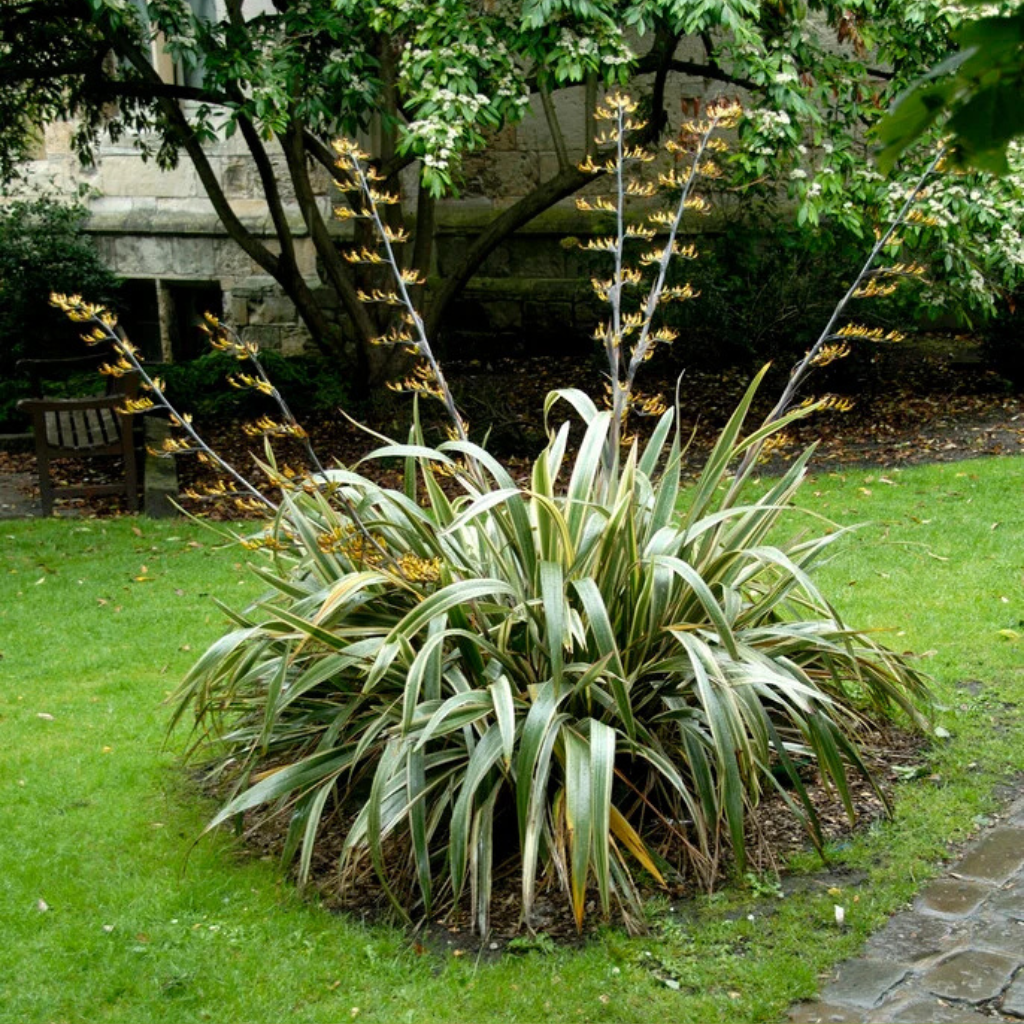 Phormium Tenax (New Zealand Flax)