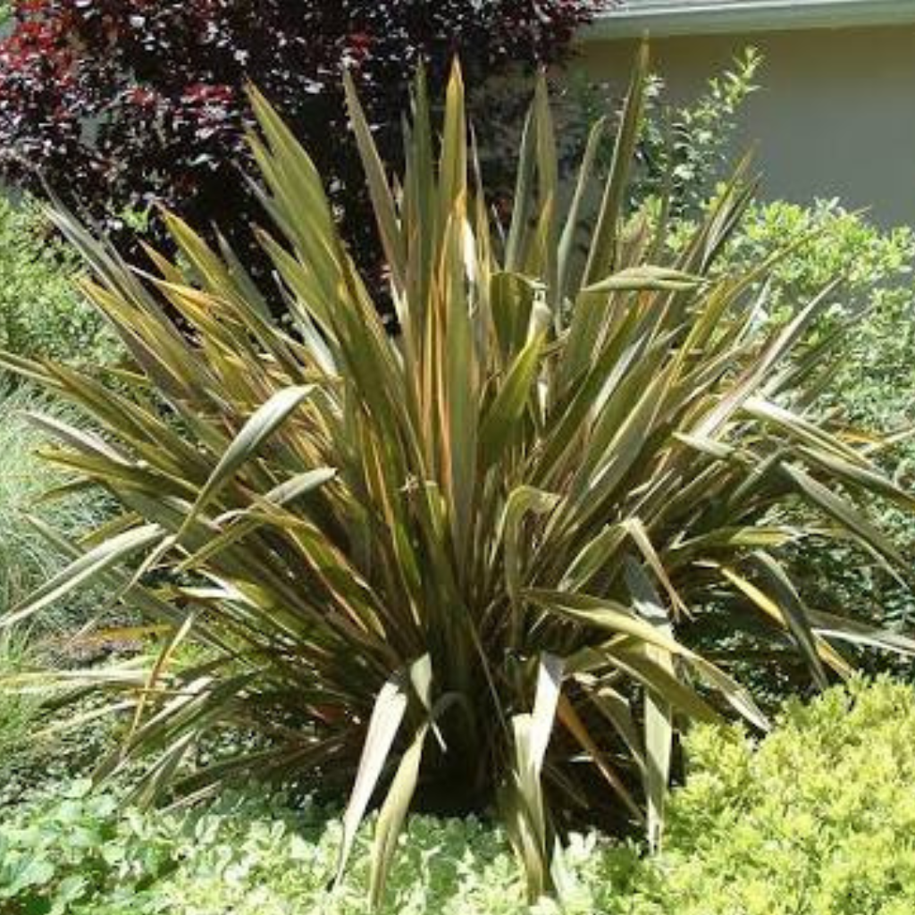Phormium Tenax (New Zealand Flax)