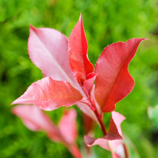 Photinia glabra ‘Super Red’ (Red Tip Photinia)