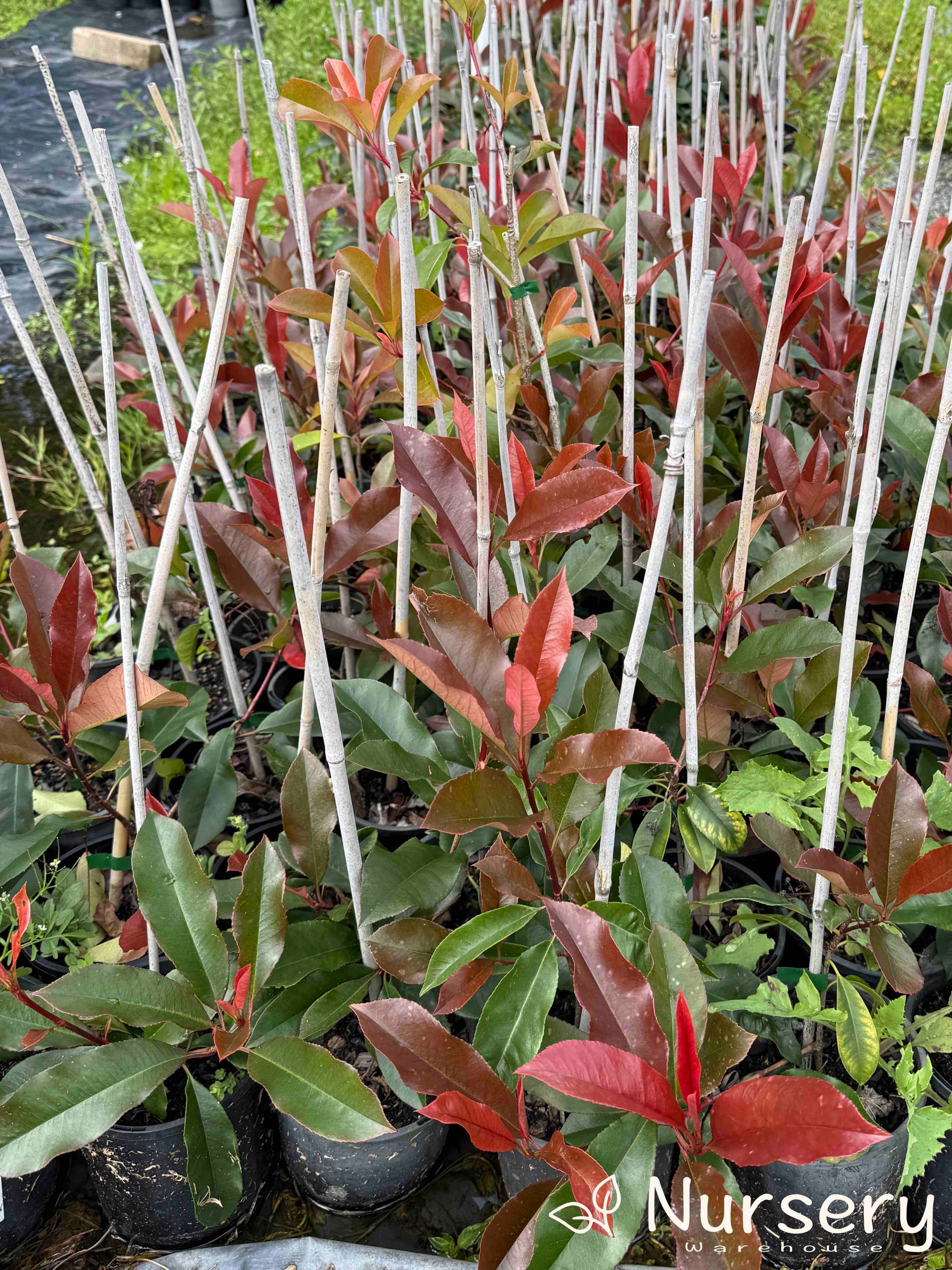 Red Robin – Vibrant Hedging Plant | Nursery Warehouse – Nursery ...