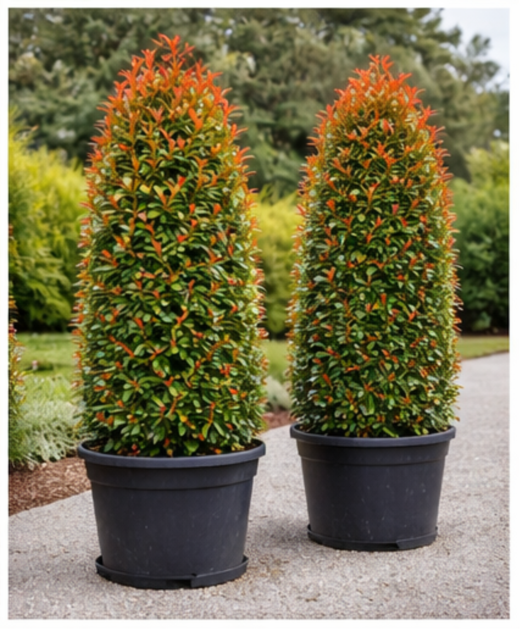 Photinia Fraserii ‘Red Robin’ (Red Robin Photinia) CLEARANCE