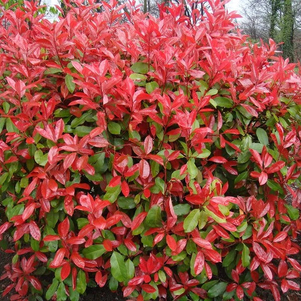 Photinia Fraserii ‘Red Robin’ (Red Robin Photinia)