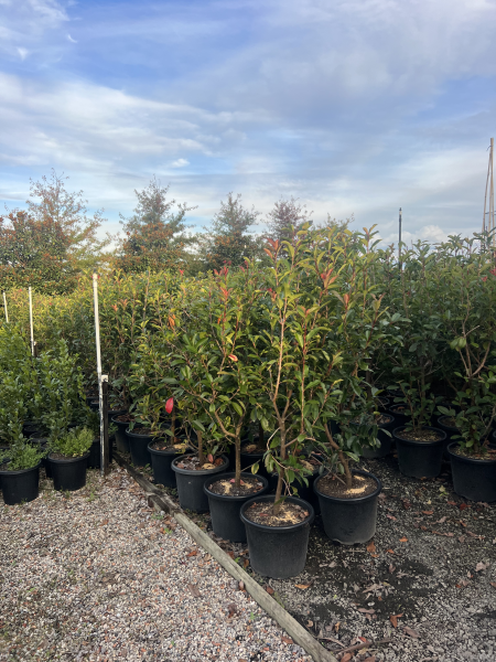 Photinia Fraserii ‘Red Robin’ (Red Robin Photinia)
