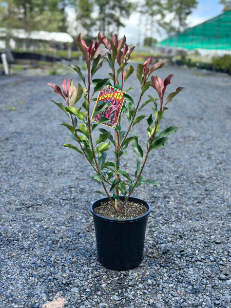 Photinia Glabra ‘Super Red’ (Red Tip Photinia)