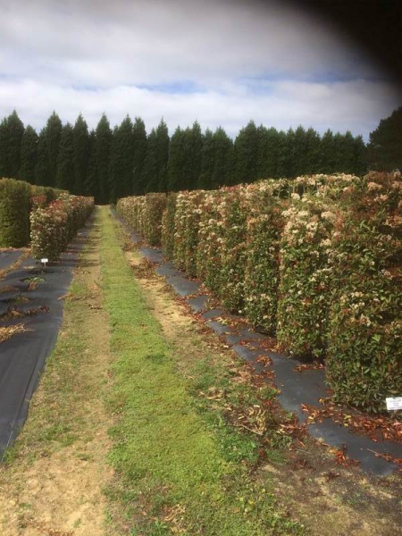 Photinia Glabra Rubens
