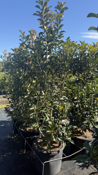 Photinia Robusta (Australian Photinia)