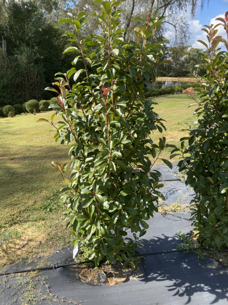 Photinia Robusta