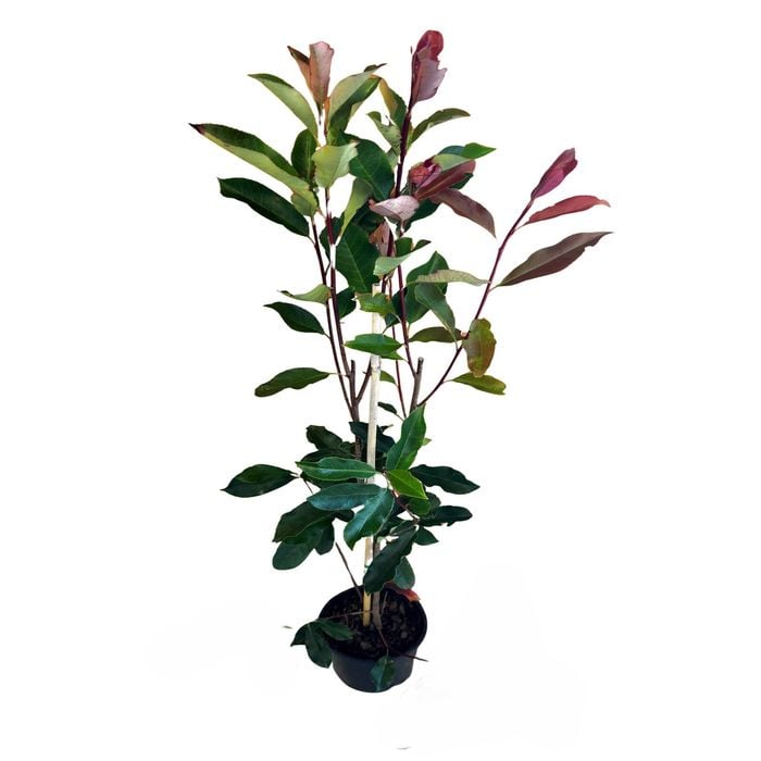 Photinia × Fraseri ‘NP01’ Thin Red™ (Thin Red Photinia)