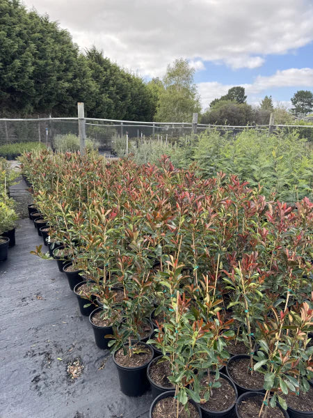 Photinia × Fraseri ‘NP01’ Thin Red™ (Thin Red Photinia)