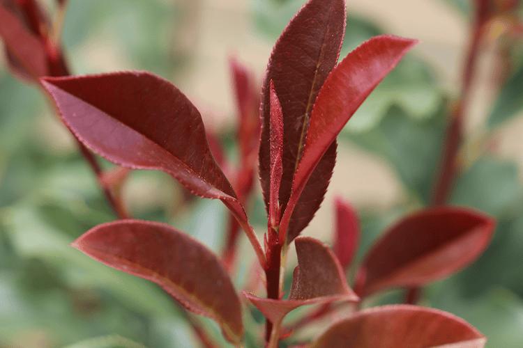 Photinia × Fraseri ‘NP01’ Thin Red™ (Thin Red Photinia)