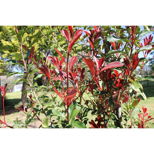 Photinia × Fraseri ‘NP01’ Thin Red™ (Thin Red Photinia)