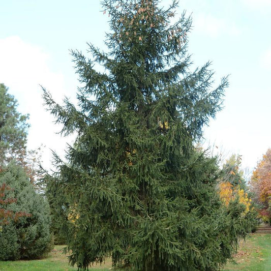 Picea Orientalis (Oriental Spruce)