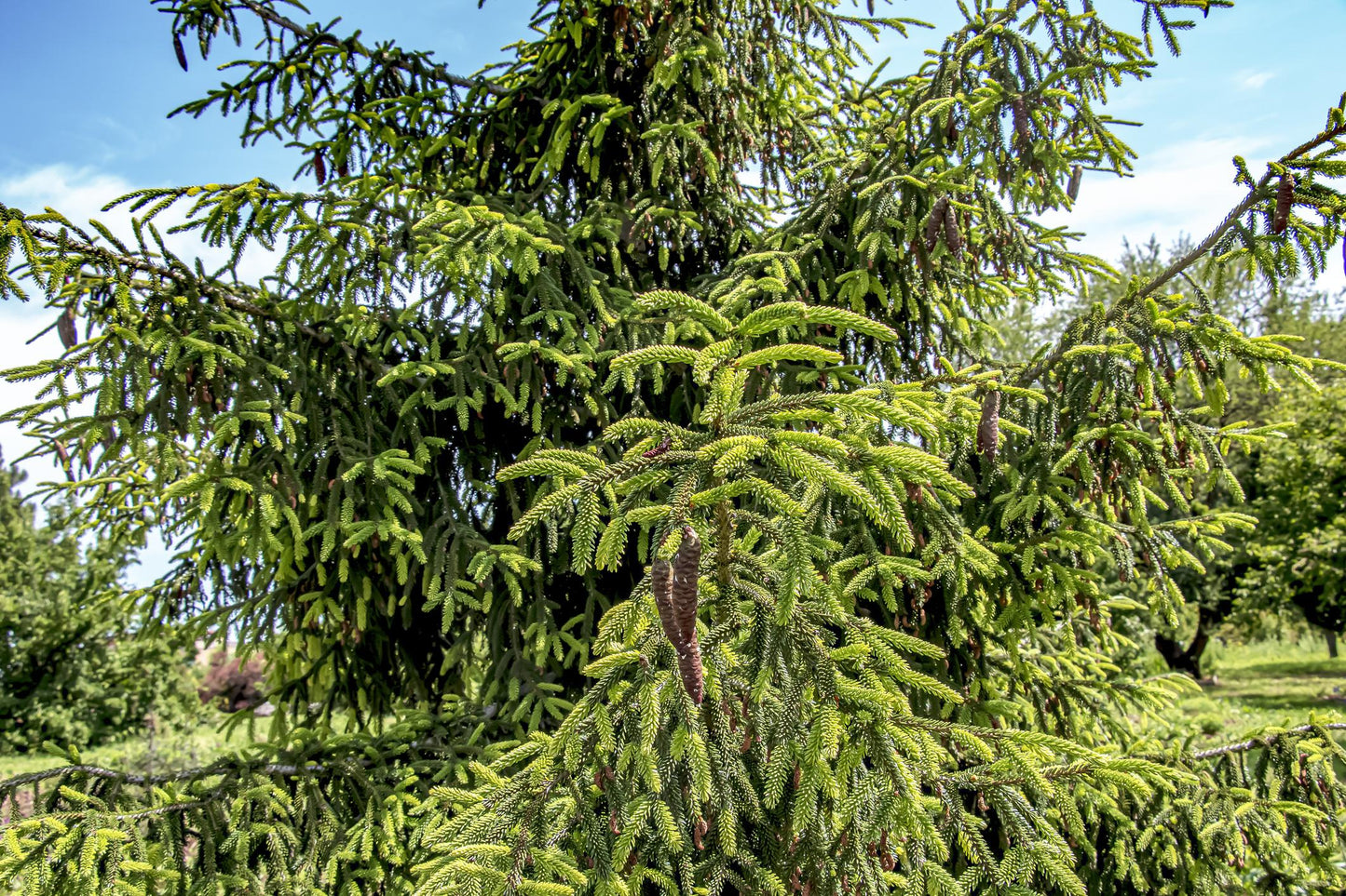 Picea Orientalis (Oriental Spruce)