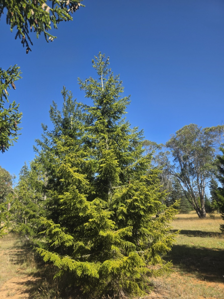 Picea Orientalis (Oriental Spruce)