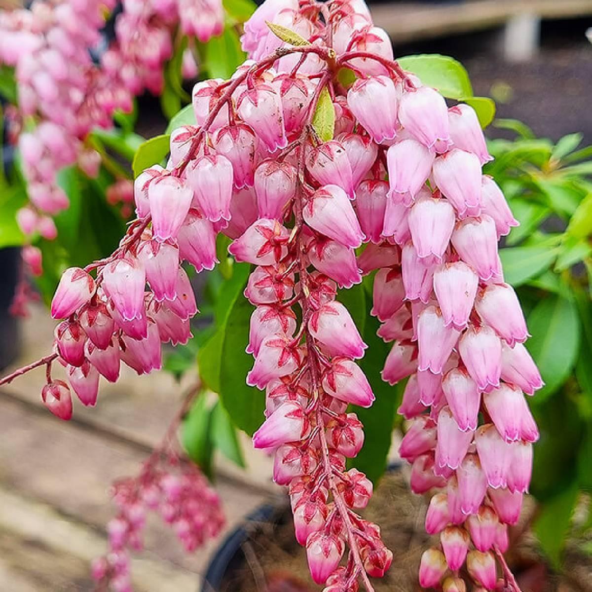 Pieris Japonica 'Christmas Cheer' (Christmas Cheer Andromeda)