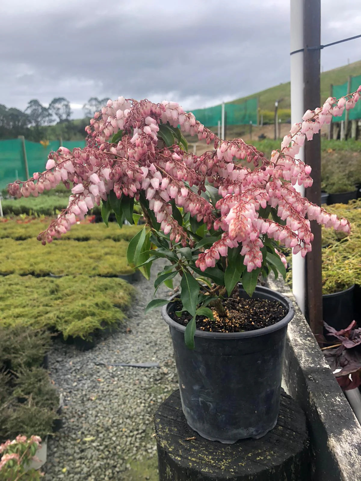 Pieris Japonica 'Christmas Cheer' (Christmas Cheer Andromeda)