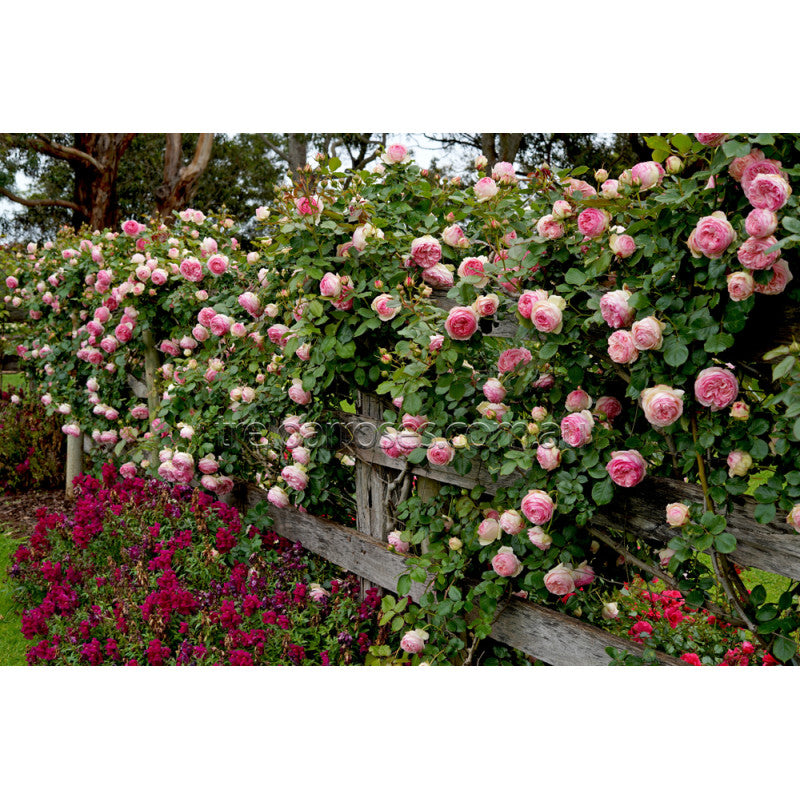 Rosa ‘Pierre de Ronsard’ (Climbing Rose)