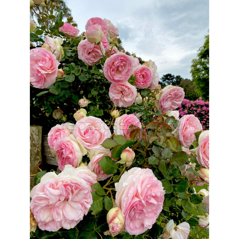 Rosa ‘Pierre de Ronsard’ (Climbing Rose)