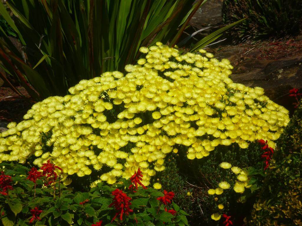 Mesembryanthemum spp. Lemon (Lemon Pig Face)