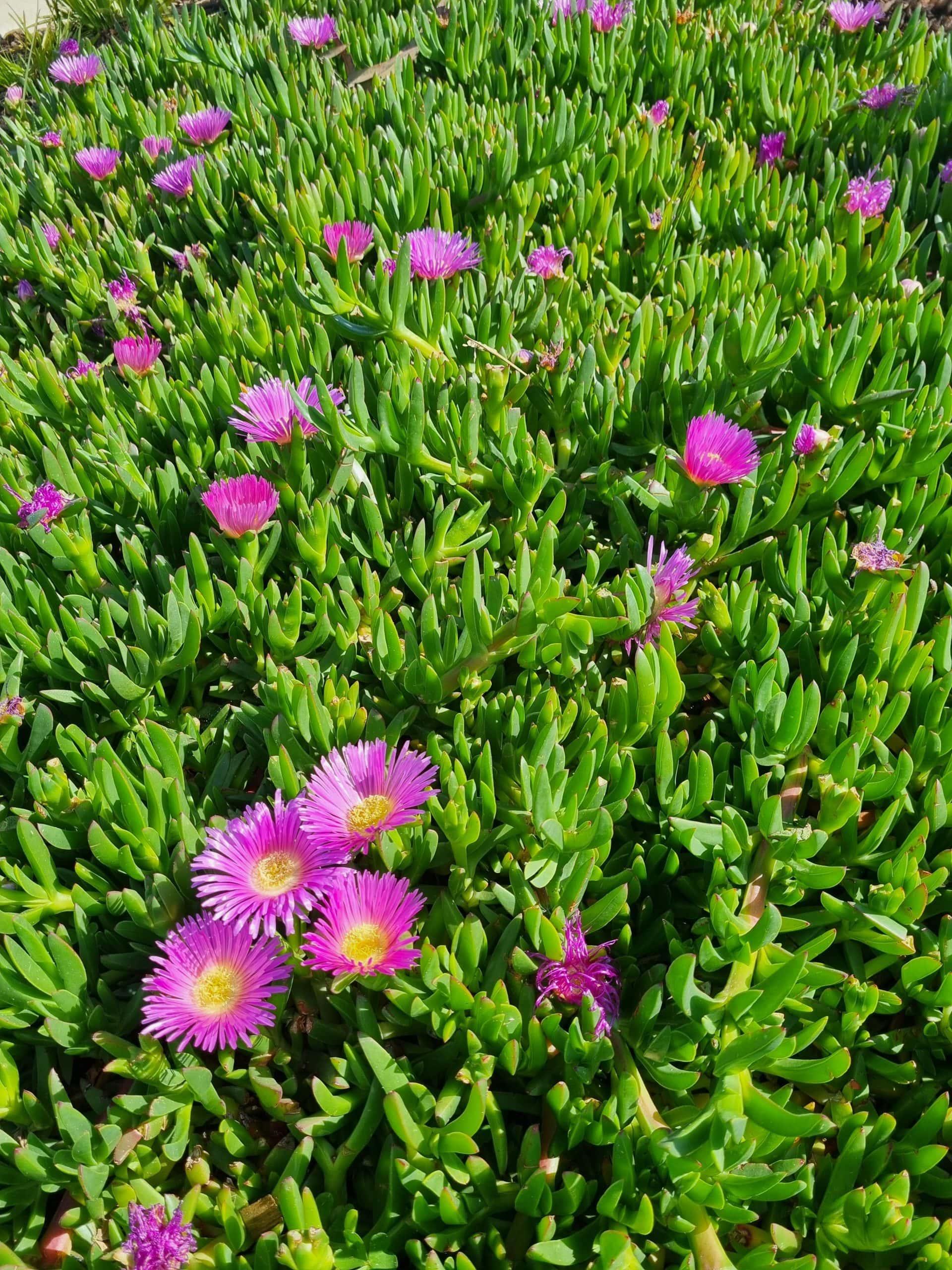 Carpobrotus Glaucescens (Pink Pigface)