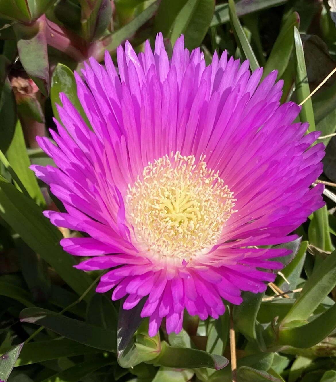 Carpobrotus Glaucescens (Pink Pigface)