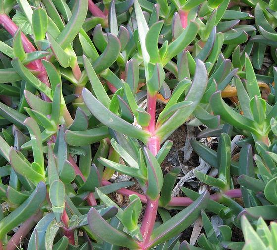 Carpobrotus Glaucescens ‘Pink Dwarf’ (Dwarf Pink Pigface)