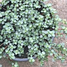 Pilea Libanensis 'Silver Sprinkles' (Silver Sprinkles Hanging Basket)