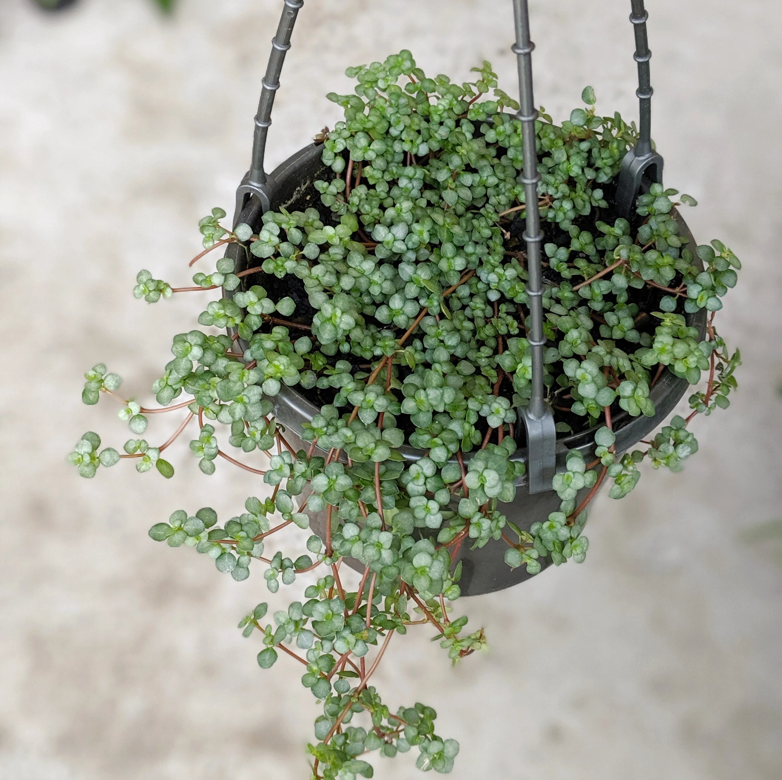 Pilea Libanensis 'Silver Sprinkles' (Silver Sprinkles Hanging Basket)