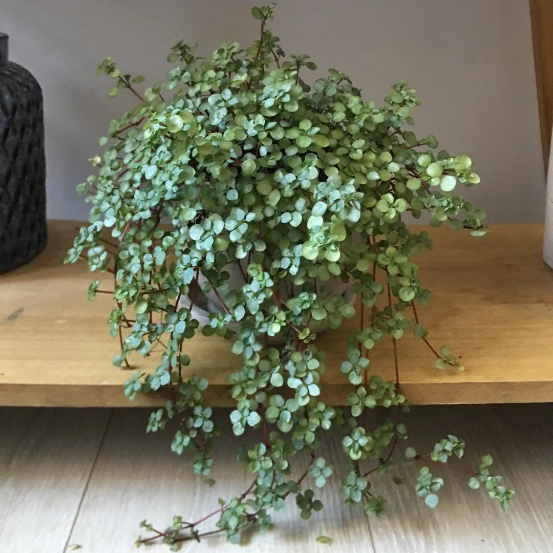 Pilea Libanensis 'Silver Sprinkles' (Silver Sprinkles Hanging Basket)