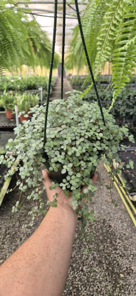 Pilea Libanensis 'Silver Sprinkles' (Silver Sprinkles Pilea) – Hanging Basket