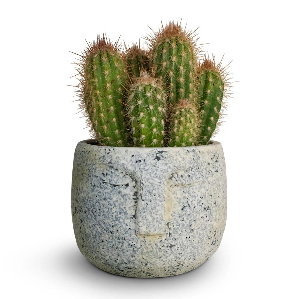 Pilosocereus Gounellei (Xique-Xique Cactus)
