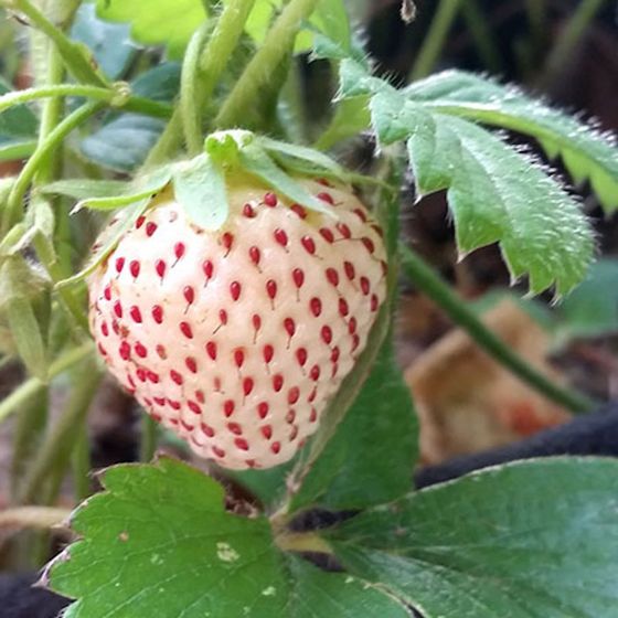 Fragaria X Ananassa (Pineberry)