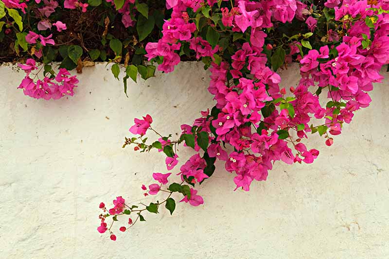 Bougainvillea Glabra ‘Pink Cascade’ (Pink Cascade Bougainvillea)