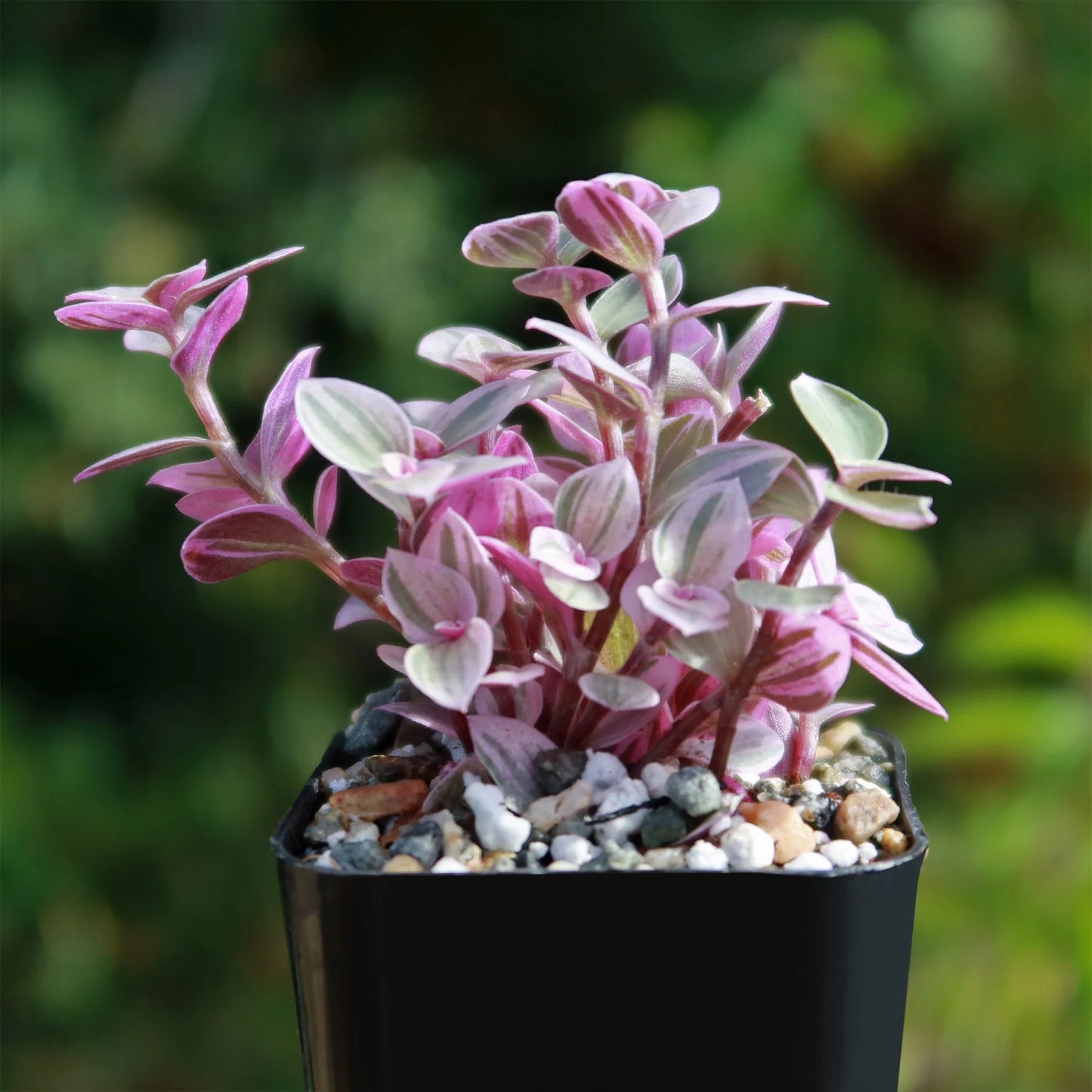 Callisia repens ‘Pink Panther’ (Pink Panther Plant)