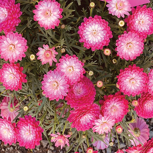 Argyranthemum frutescens (Pink Posy)