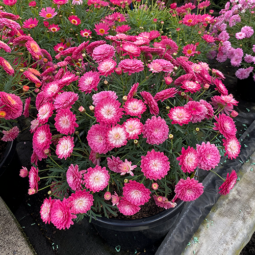 Argyranthemum frutescens (Pink Posy)