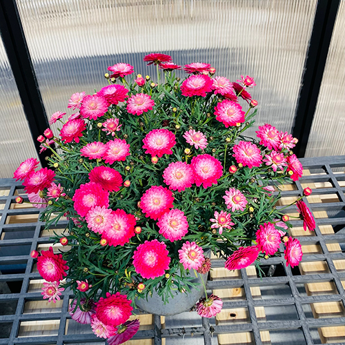 Argyranthemum Frutescens 'Pink Posy' (Marguerite Daisy)