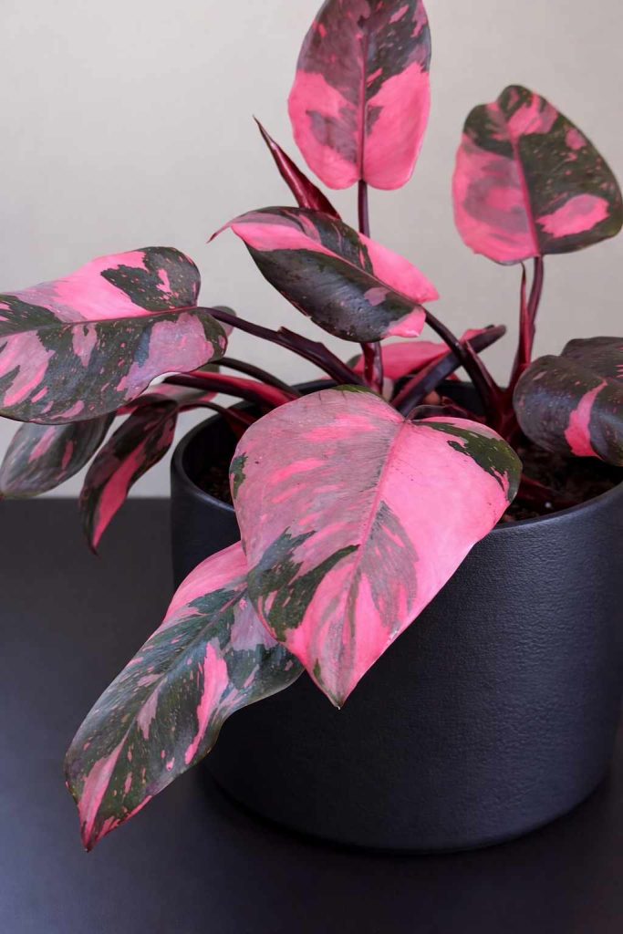 Philodendron ‘Pink Princess’ (Low Variegation)