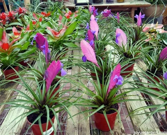 Tillandsia cyanea (Pink Quill Bromeliad)