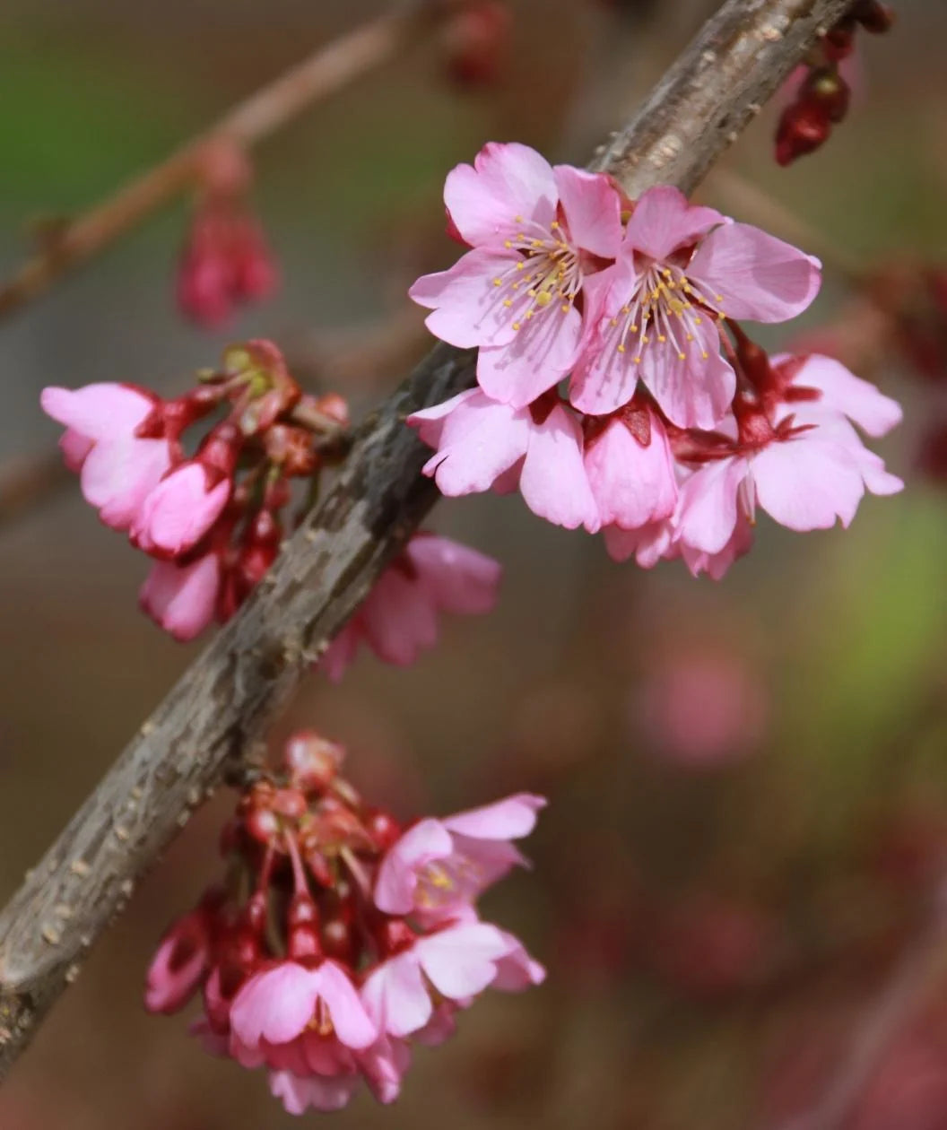 Prunus ‘NCPH1’ (Pink Cascade® Flowering Cherry)