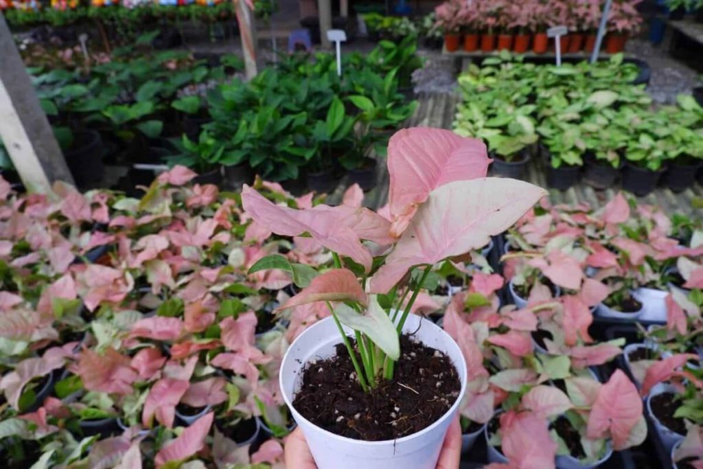 Syngonium ‘Pink Bits’ (Pink Arrowhead Vine)