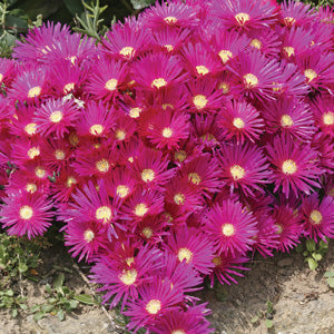 Carpobrotus Glaucescens (Pigface)