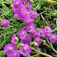 Carpobrotus Glaucescens (Pigface)