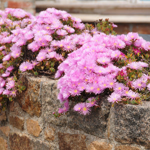Carpobrotus Glaucescens (Pigface)