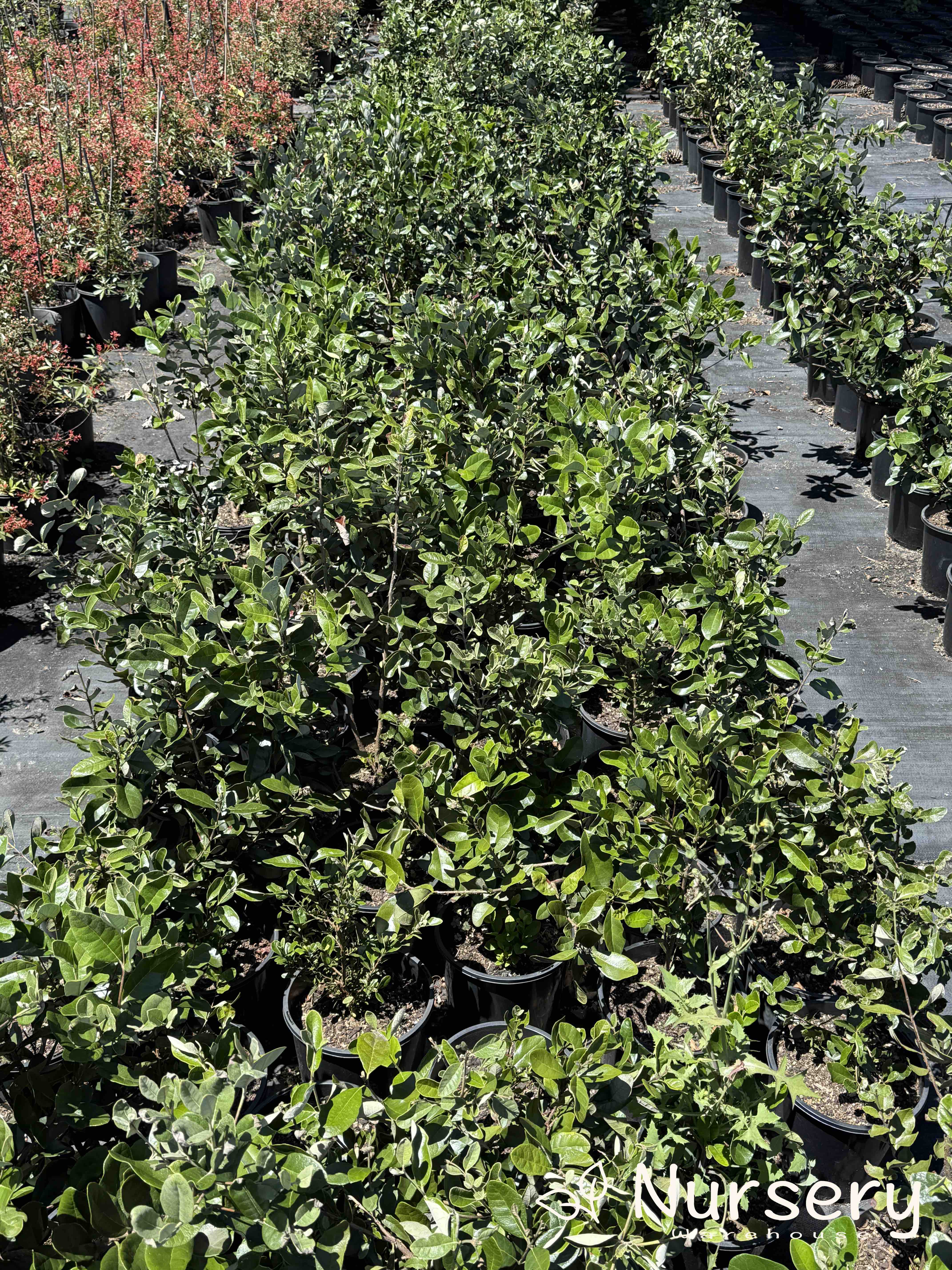 Feijoa Sellowiana (Pineapple Guava | end of the batch, marked leaves)