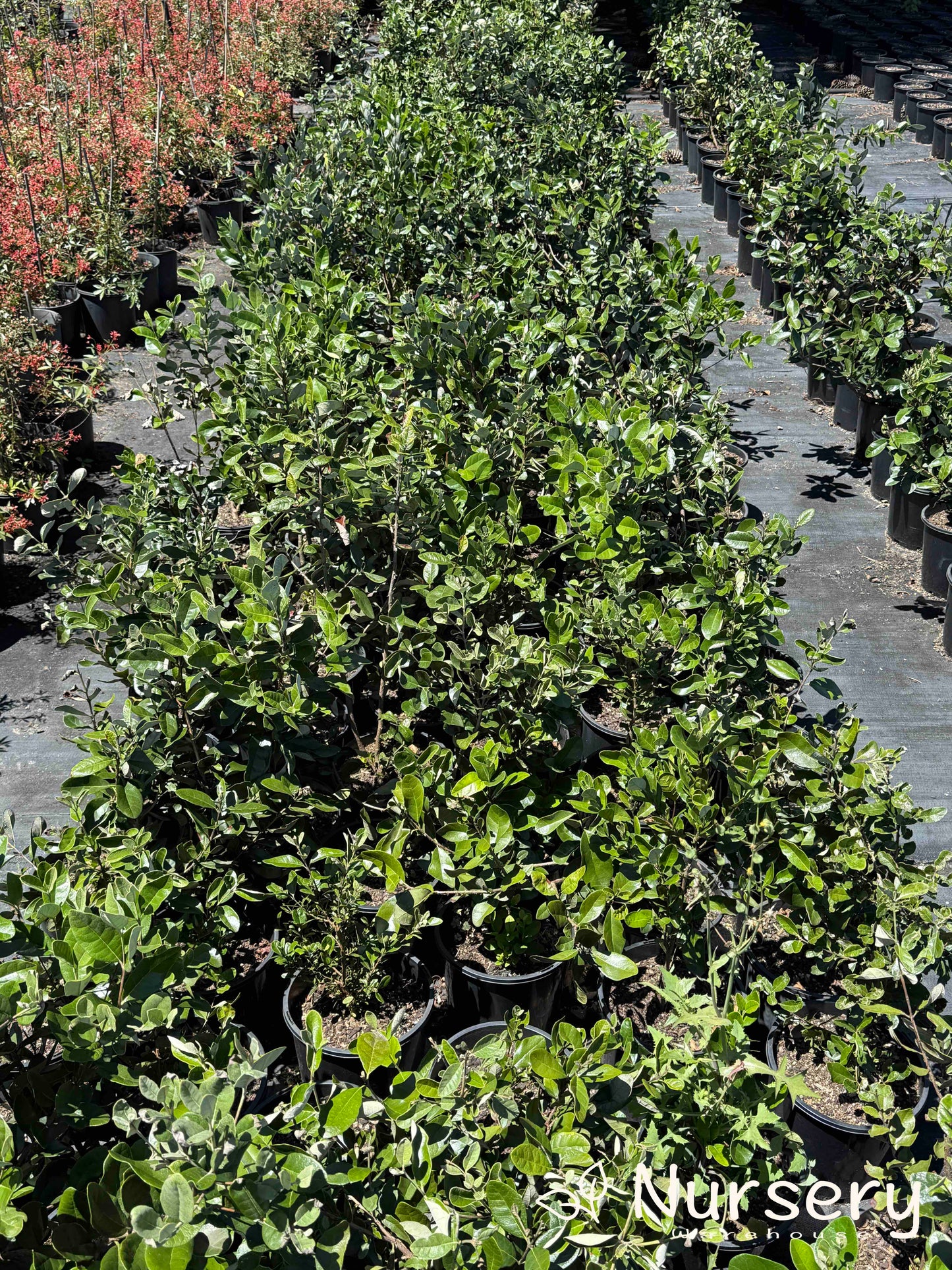 Feijoa Sellowiana (Pineapple Guava | end of the batch, marked leaves)