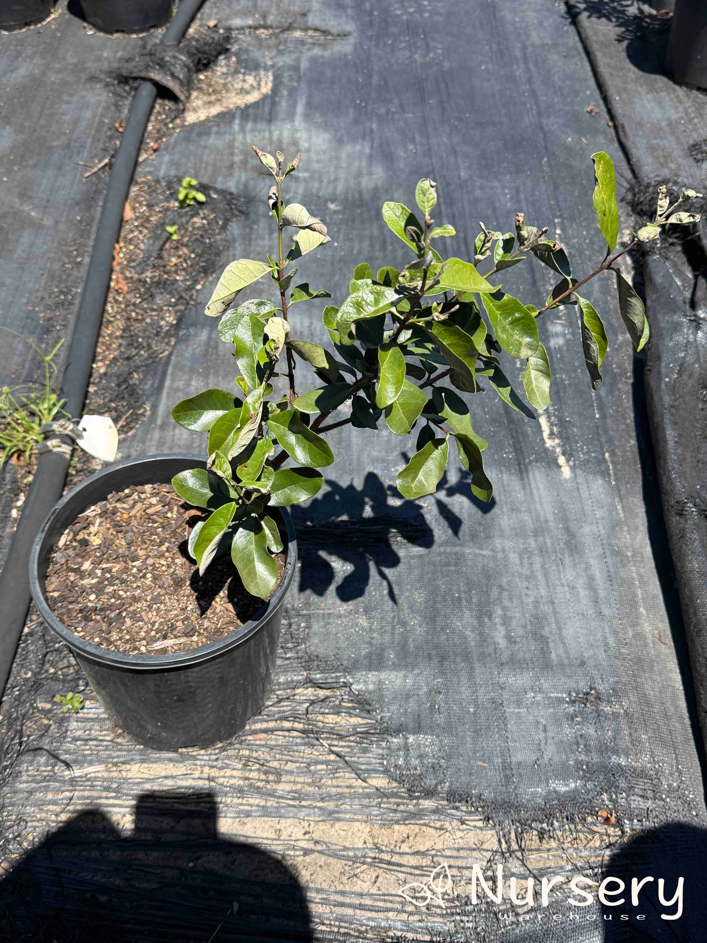 Feijoa Sellowiana (Pineapple Guava | end of the batch, marked leaves)