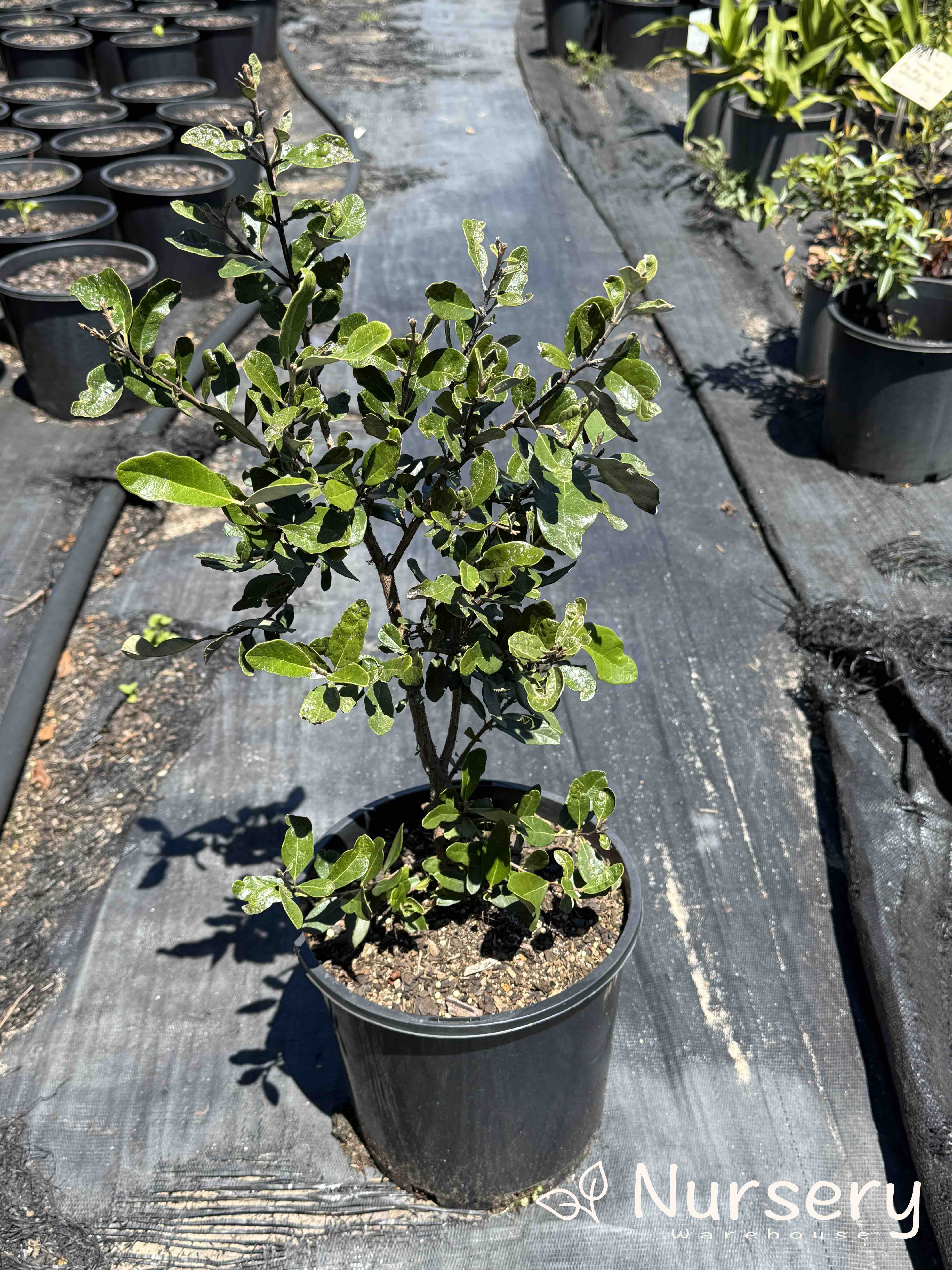 Feijoa Sellowiana (Pineapple Guava | end of the batch, marked leaves)